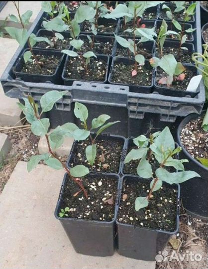 Фисташка морозостойкая