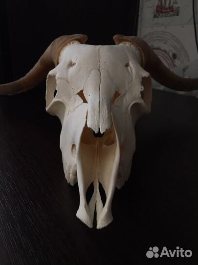 Череп козла