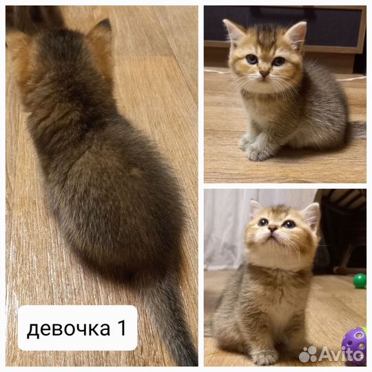 Шотландские котята