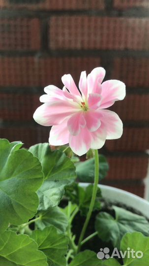 Герань пеларгония цветы