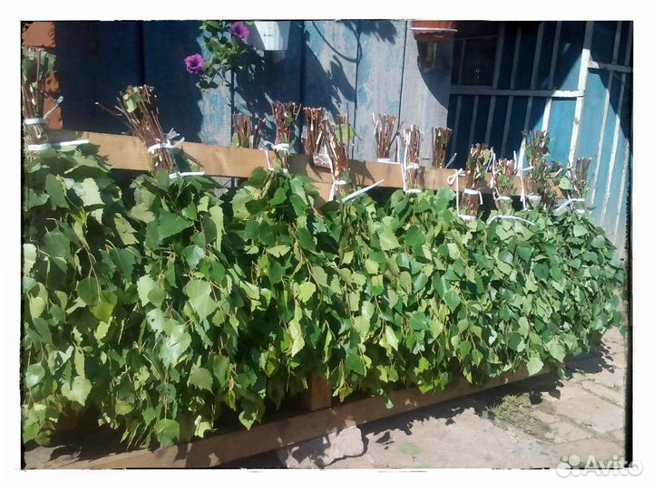 Свежие березовые веники