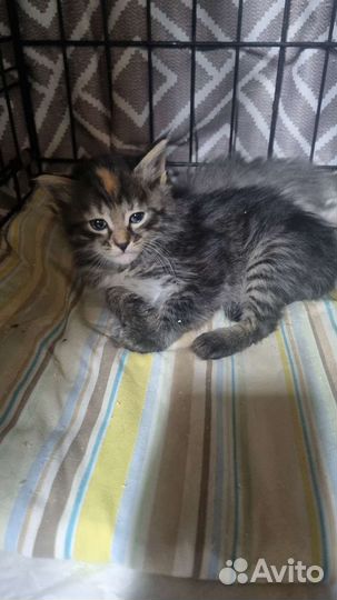 Котенок в дар