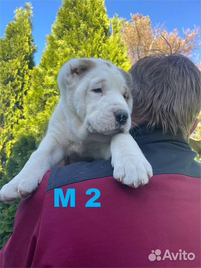 Щенки Алабая