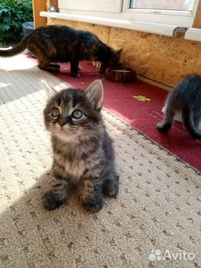 Котята в добрые руки