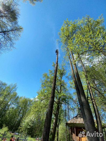 Спил опиливание деревьев