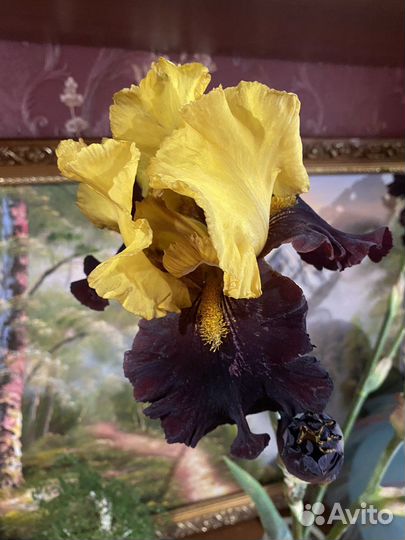 Цветы ирисы