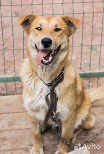 Рута в добрые руки