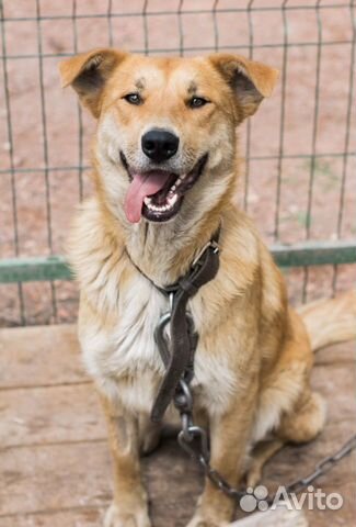 Рута в добрые руки