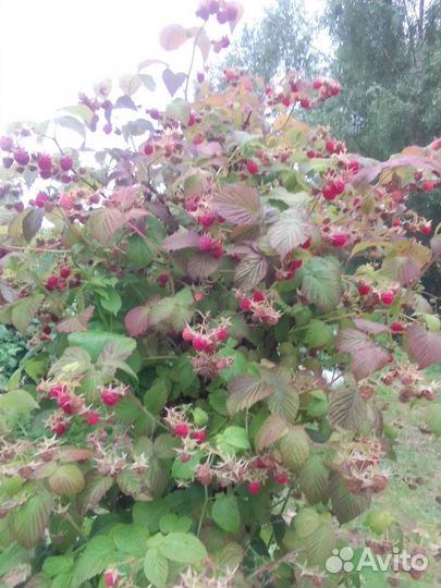 Запись на осень: Малина, смородина,крыжовник,цветы