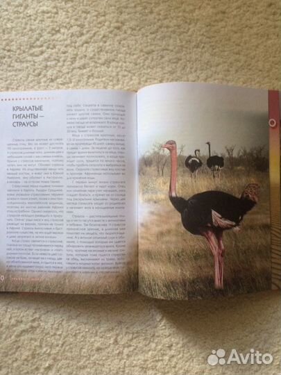 Энциклопедия животного мира