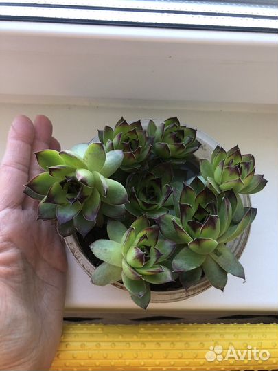 Молодило каменная роза