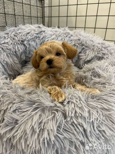 Мальтипу F1 Premium mini, micro