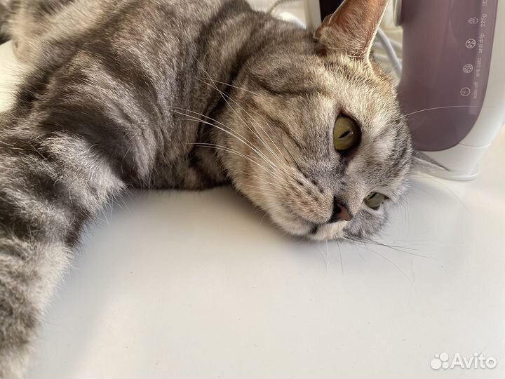 Британский кот