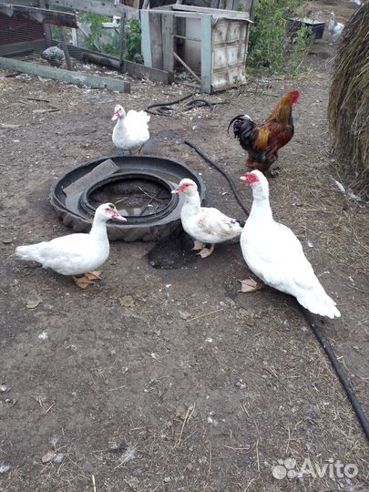 Мускусные утки