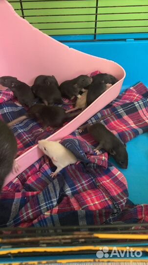 Декоративные крысята