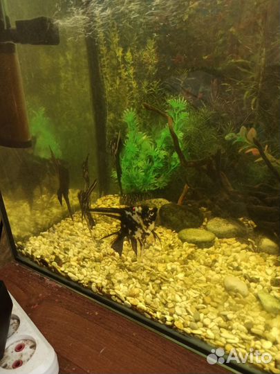 Аквариумные рыбки