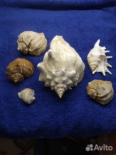 Морские ракушки для интерьера, или в аквариум