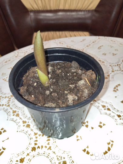 Спатифиллум и Замиокулькас