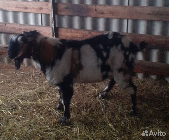 Продаются котные нубийские козы и козел