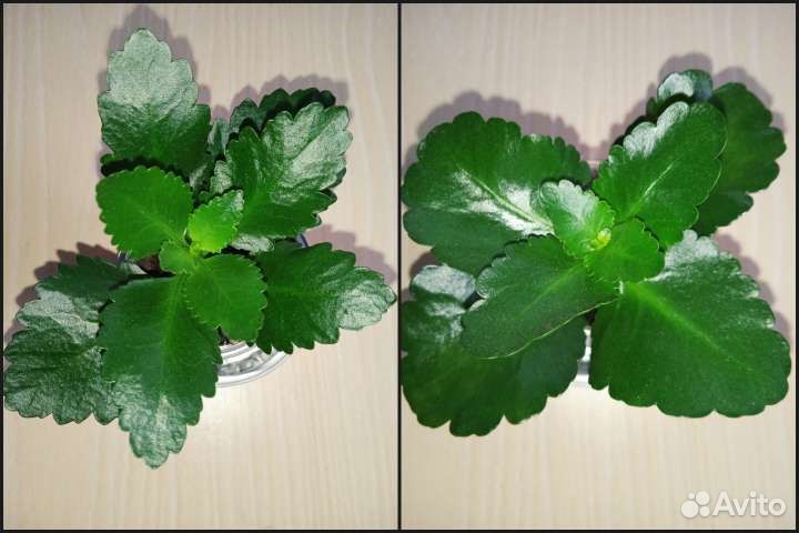 Каланхоэ цветущий (детки)