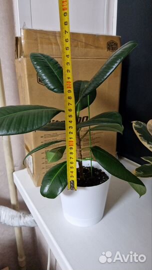 Фикус эластика