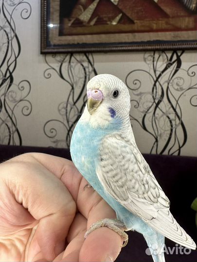 Волнистые попугаи домашнего разведения