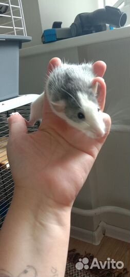 Крысята девочки