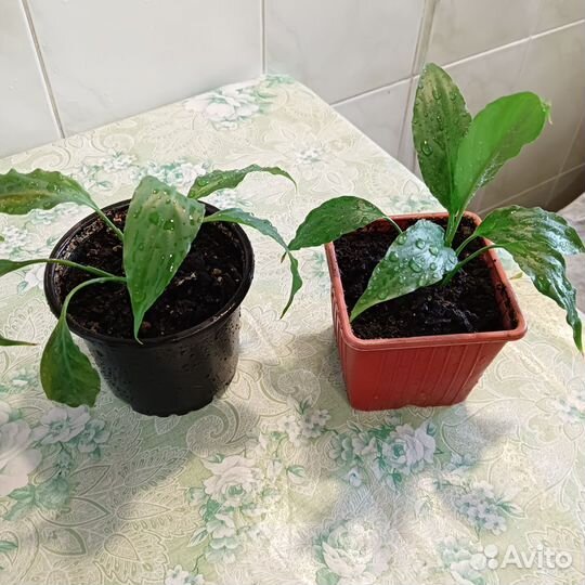 Спатифиллум