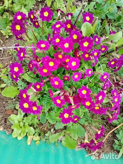 Продам цветы