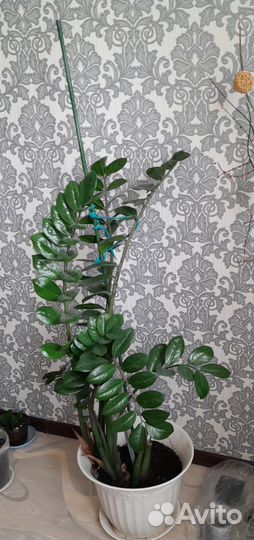 Замиокулькас