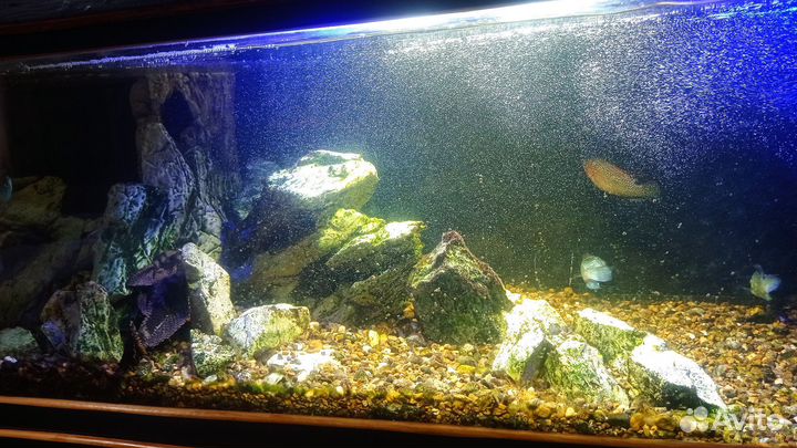 Аквариум