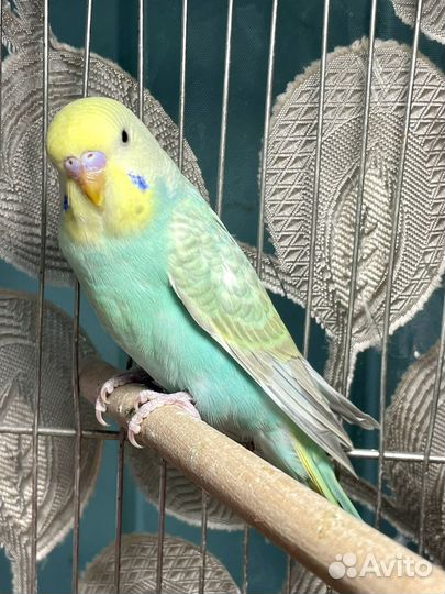 Радужный волнистый попугай