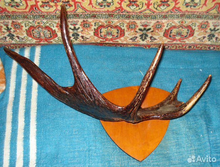 Продам рога лося