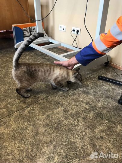 Кошка австралийская дымчатая в добрые руки