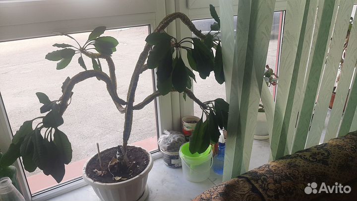 Цветок Молочай с горшком