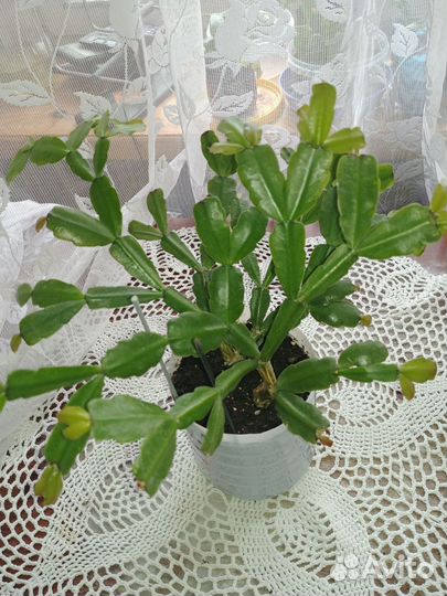 Цветок Декабрист нежно-розовый цвет