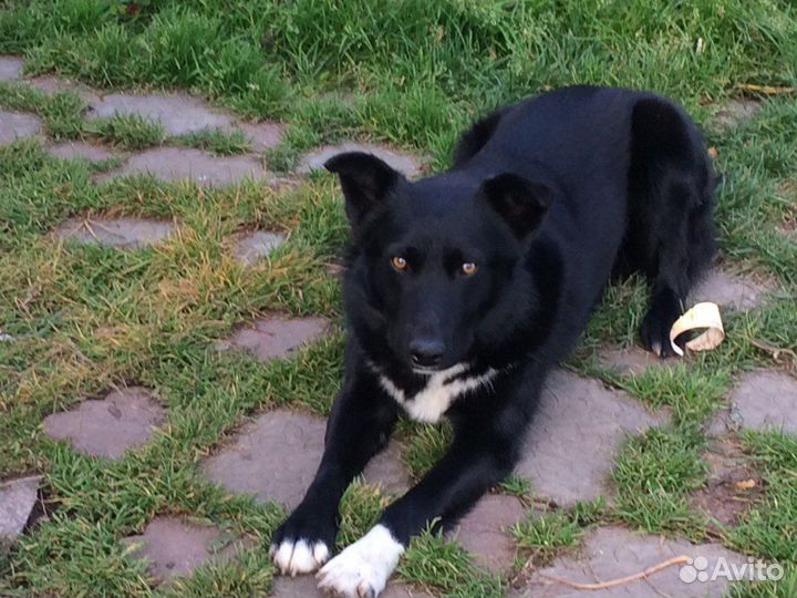 Отдам собаку в добрые руки