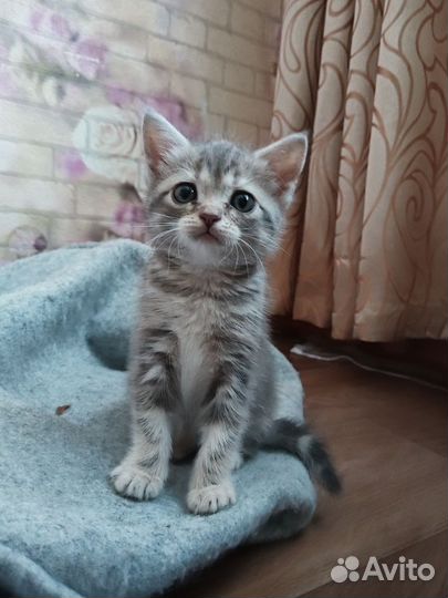 Шотландская