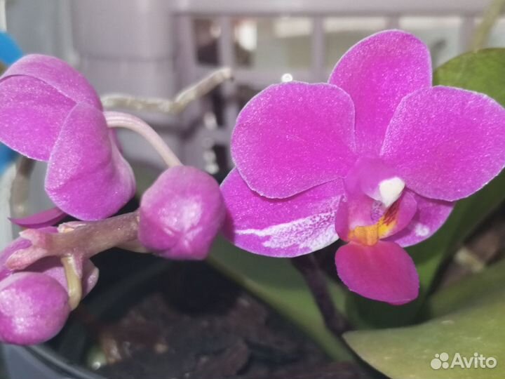 Орхидея мини-фаленопсис