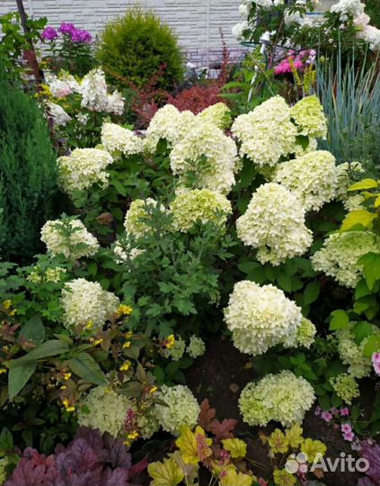 Гортензия метельчатая Новинки сезона