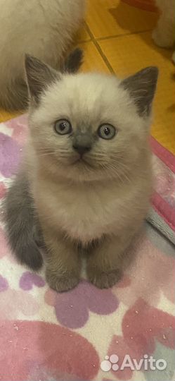 Шотлпндские котята