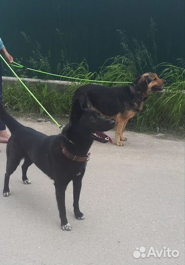 Дрессировка и коррекция поведения собак