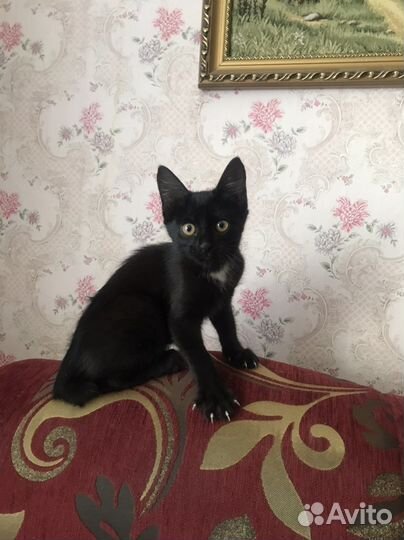 Кошка в дар бесплатно
