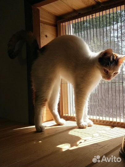 Кнопа - молодая кошечка для добрых людей