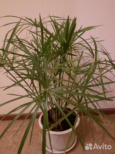 Фикус Мелани,Циперус (папирус)