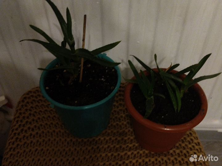 Алоэ столетник