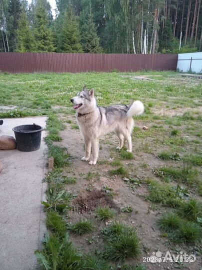 Хаски мальчик