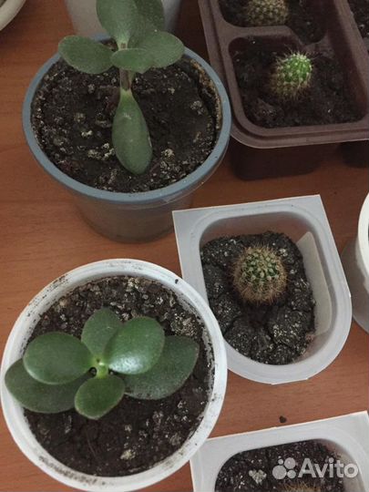 Комнатные цветы