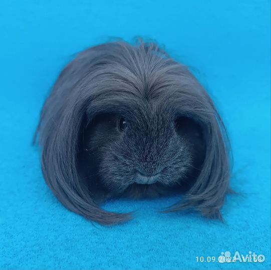 Морская свинка