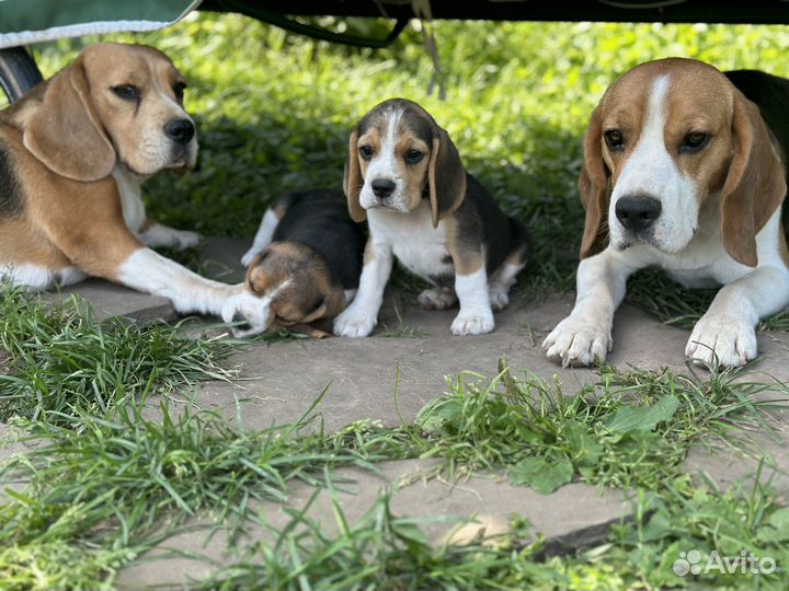 Щенки бигля